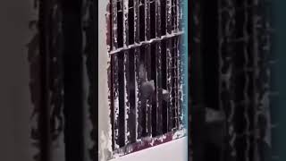 #monkey #adorably #adorably #cute #cute #adoreble #jalan #funny #zoo #cat #animals #zoo #music