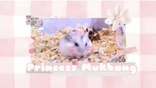 Hamster Makan Kuaci | Zoe Mukbang Kuaci