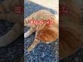 威厳を保ちこっそり猫ロンを1回だけ見せてくれるボス猫#shorts#ボス猫#猫のいる暮らし #cat