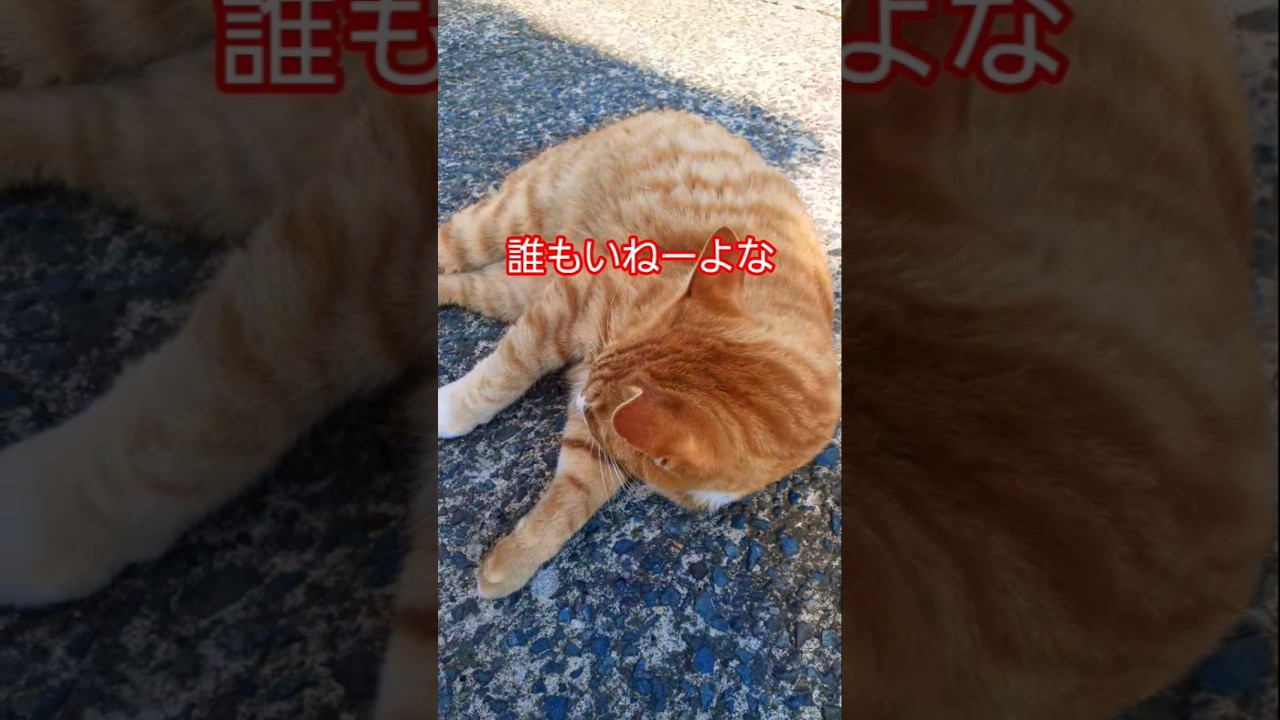 威厳を保ちこっそり猫ロンを1回だけ見せてくれるボス猫#shorts#ボス猫#猫のいる暮らし #cat