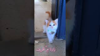 cute cat shorts . chat  mignon  مرة في بيتنا زارنا قط ظريف #shorts #cat