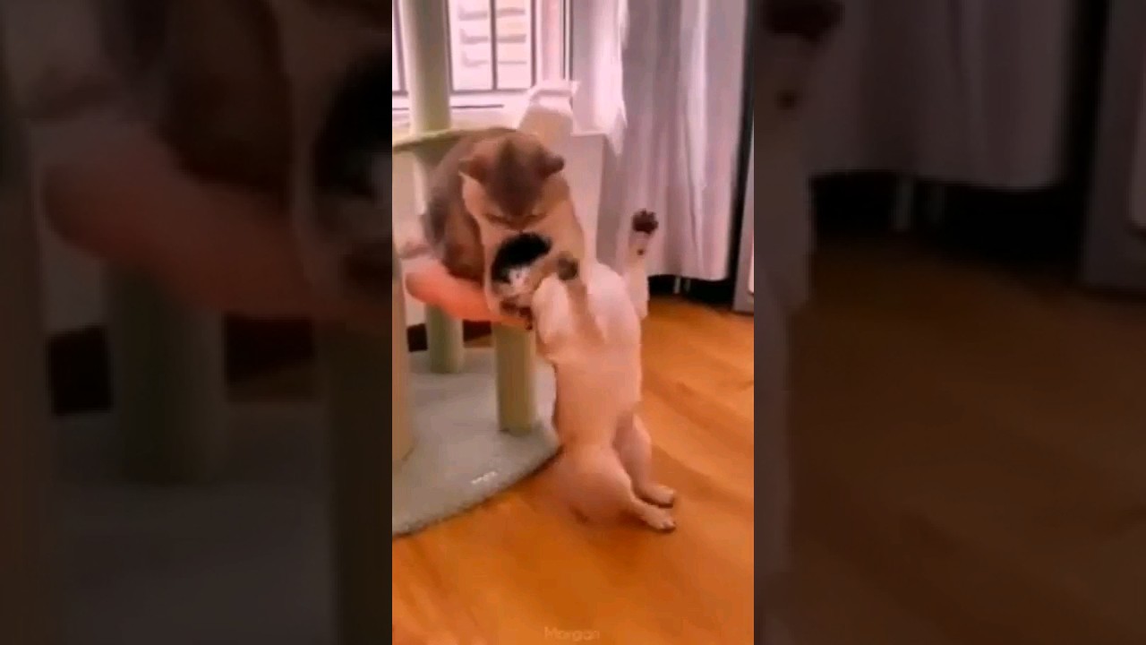 Cat and dog games😻😄😆😁