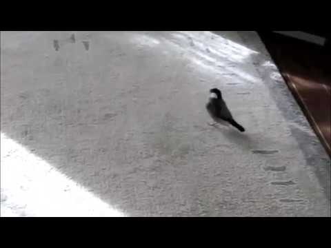 ジェンカで踊る文鳥！？ピョンピョン跳ねる桜文鳥ほーちゃん 文鳥動画