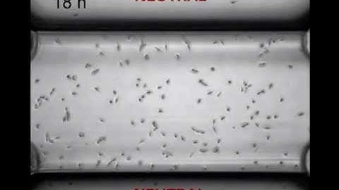 ibidi   cells in focus  Chemotaxis of HT 1080 cells in Âµ Slide Chemotaxis