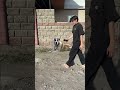 When dog it’s scared 😂