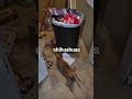 #chihuahua #funny #dog