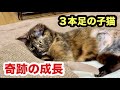 【奇跡の成長】絶望から救われた3本足の子猫。筋肉がついてジャンプ力が爆上がりして今これ