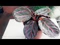 Maranta e calathea com As folhas queimadas , veja aqui oque pode estar acontecendo.