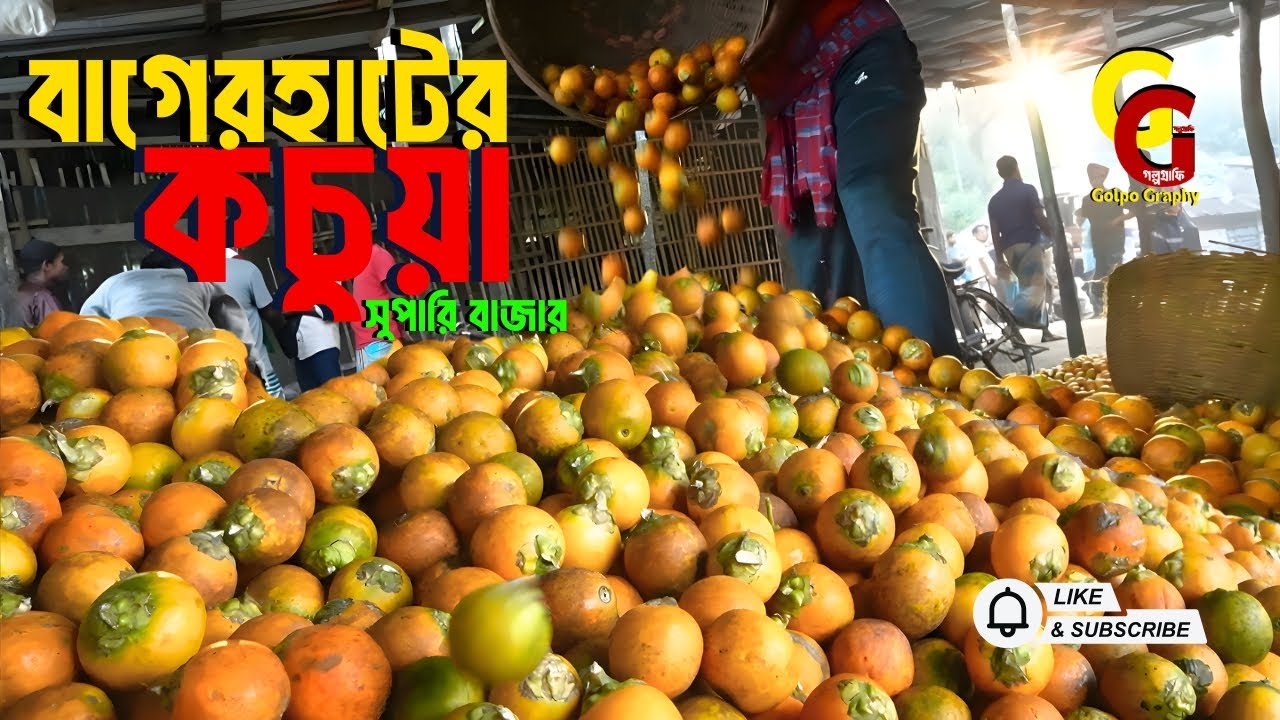 বাগেরহাটের কচুয়ার বিখ্যাত পাঁকা সুপারির হাট | Betel Nut Market In Bangladesh