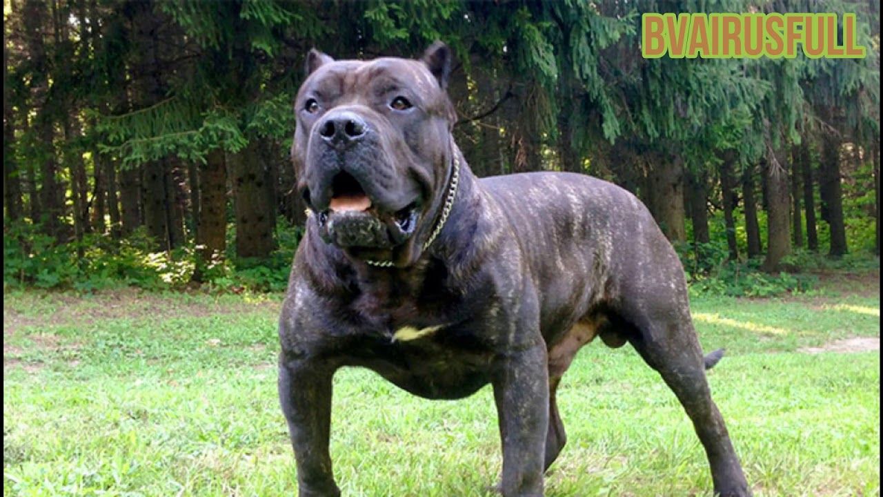 *13 Razas de ¡Perros Molosos!*