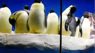 Amazing Penguin Encounter at SeaWorld