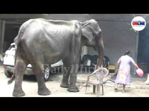 Elephant Tikiri dies