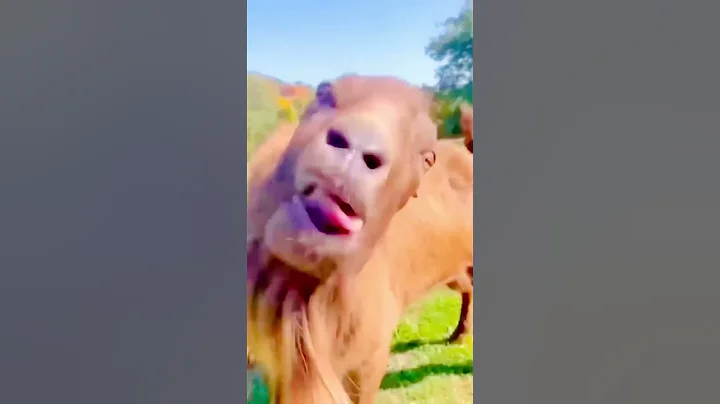 Dishu nai ye kya dekh liya #shorts #chulbulvideos #youtubeshorts