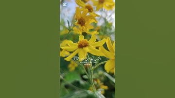 القران الكريم سورة الأنعام  #قرآن #قران_كريم