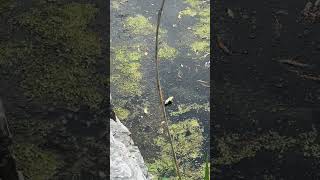 Mating season for the dragonfly #nature #love #lifeisbutadream 