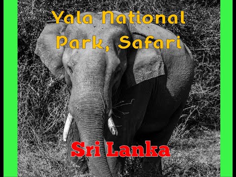 Safari Adventure: Exploring Yala National Park In Sri Lanka -The Ultimate World Cruise. Video Thumbnail