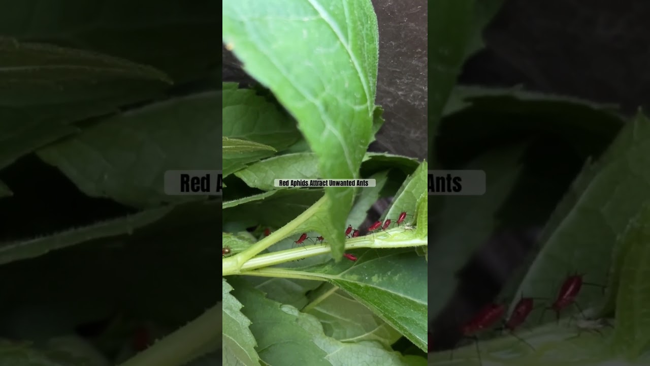 Harmful Red Aphids