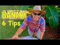 Your tropical banana flower  what now  6 tips for bananas