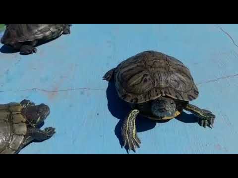 Игуана парк анапа