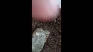 Mating time screenshot 2