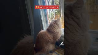 الحب بهدله بس محدش بيفهم #explore#cat #cats #catlover #catvideos #cat #قطط #cat #weso_lifestyle