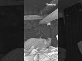 Pauvre petit hérisson #camera #hérisson #cctv #capture #animal