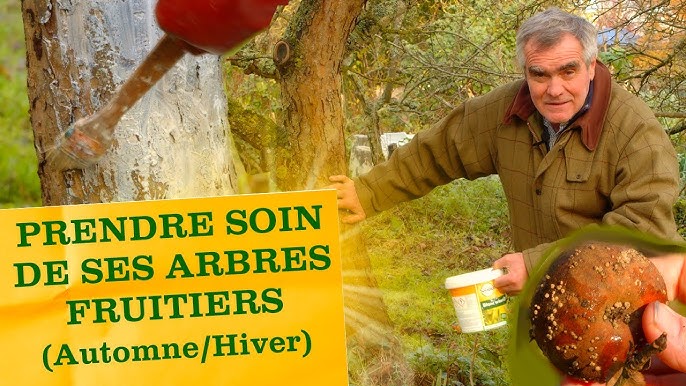 Pourquoi et comment chauler les arbres fruitiers ?