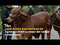 ¿Qué puede encontrar en AgroExpo 2025? Lo mejor del campo Colombiano - TvAgro por Juan Gonzalo Angel