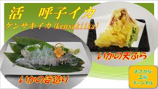 活呼子イカ(ケンサキイカ)捌き方・調理方法・姿造り・天ぷら【vol.8】How to make sashimi / kensakiika / sugatazukuri / tenpura