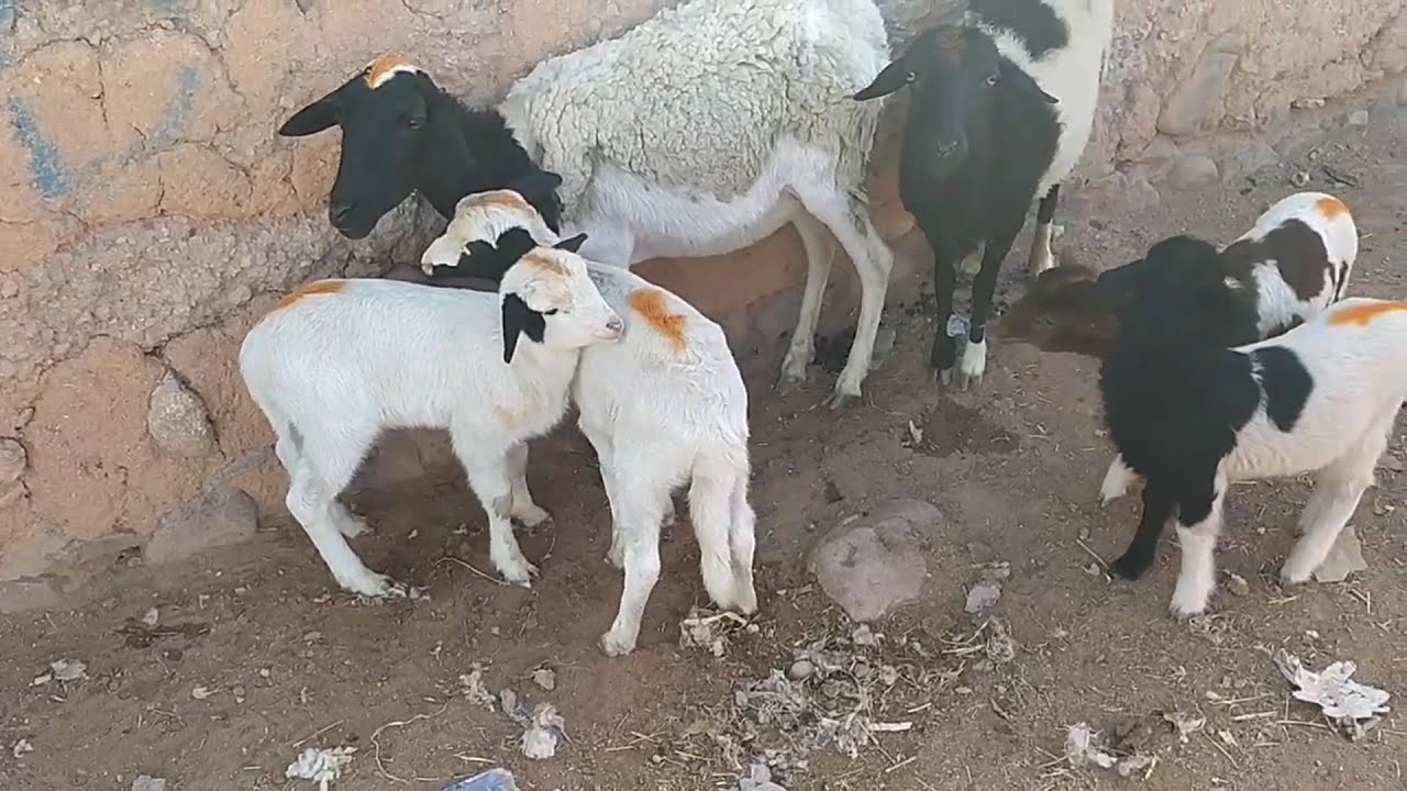 السوق الأسبوعي بورزازات سلالة الدمان الملكية يوم الاحد 05/01/2025