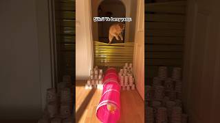 Çok Komik Ve Eğlenceli Kedi Yarışması Şaşırtıcı Hileleri Izle Ğlence