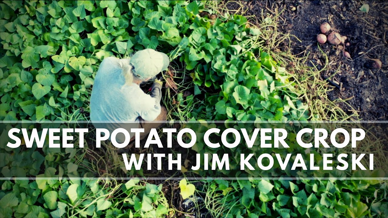 Sweet Potato Harvest Time w/ Everyone's Favorite Market Gardener!