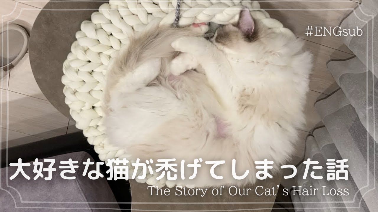 毎日悩んでた猫の脱毛症について 【脱毛症】【ENGsub】