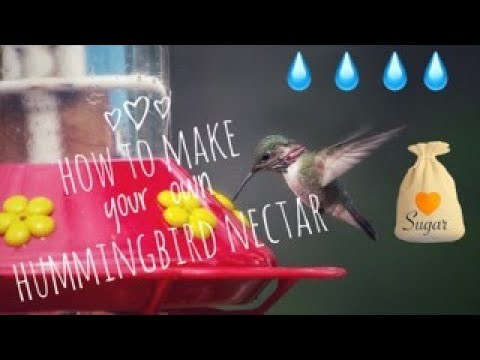 how-to-make-hummingbird-food-at-home-|-homemade-nectar