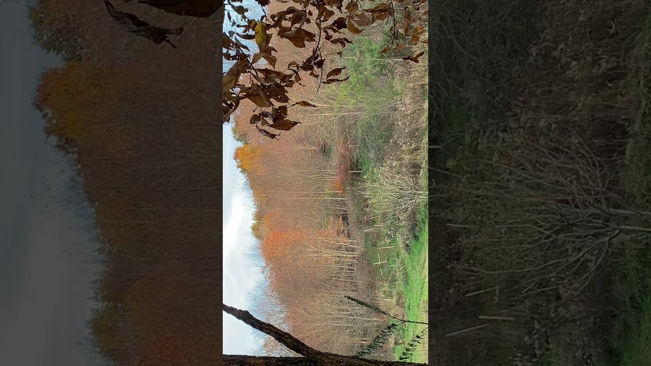 3 bucks Coshocton deer hunt nov. 10 YouTube