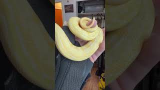 World’s First Caramel Albino Citrus Tiger. 2021 male produced by Me. #snake #reptile #animal