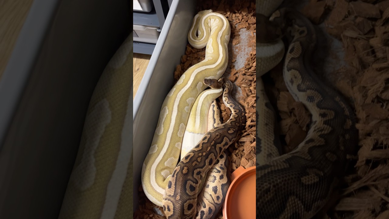Nie zwalniamy tempa😉 #pythonregius #snake #pytonkrólewski #ballpython #python #reptiles #exotic