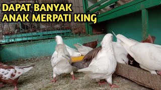 DAPAT BANYAK ANAK MERPATI KING LANGSUNG REVIEW