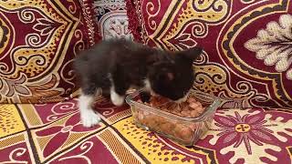 I just rescued a hungry kitten