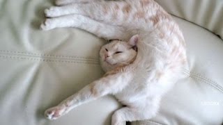 Funny Cats in Weird Sleeping Positions!  Funny Kitty Cats, Funny Cat Videos 2015 , Funny Animals