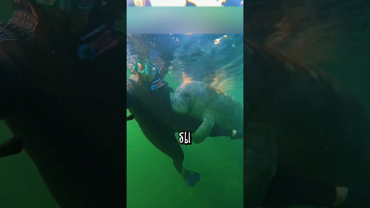 Ламантин Начал Обнимать Девушку ❤️