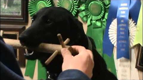 Force Fetch Video Two