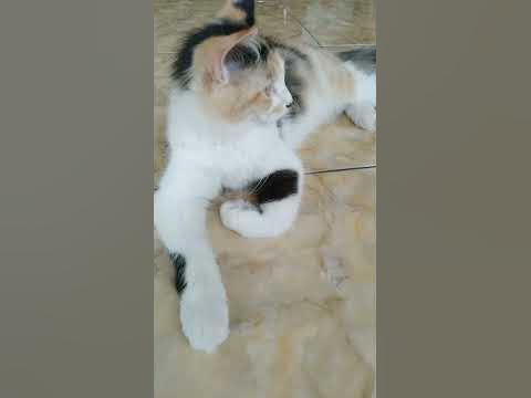Kucing Lucu Gemuk lagi Malas Malasan | cute cat | Little Abbi - YouTube