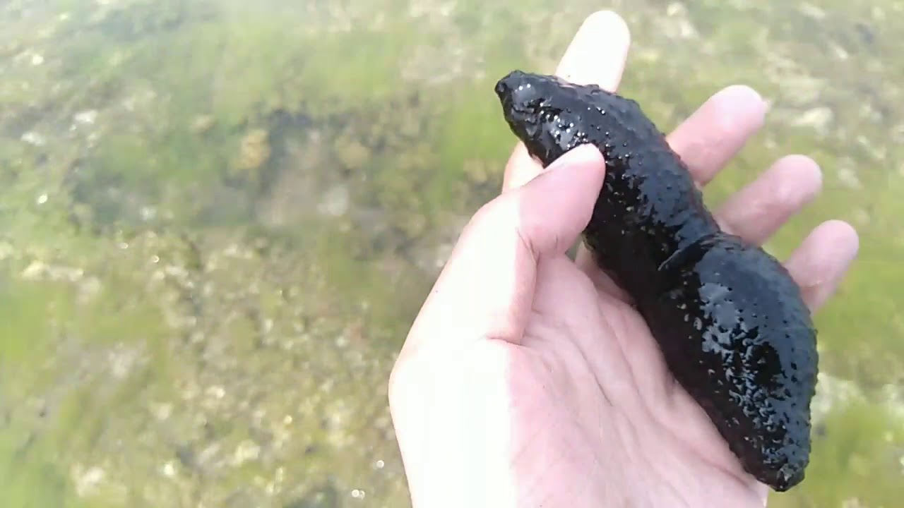 Berburu Penghuni Pantai Sindangkerta - YouTube