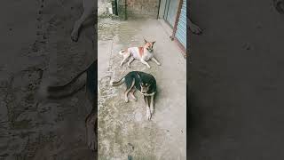 Two Dogs Sitting Calmly in Extreme Heat #Shorts #Smith AMB Life