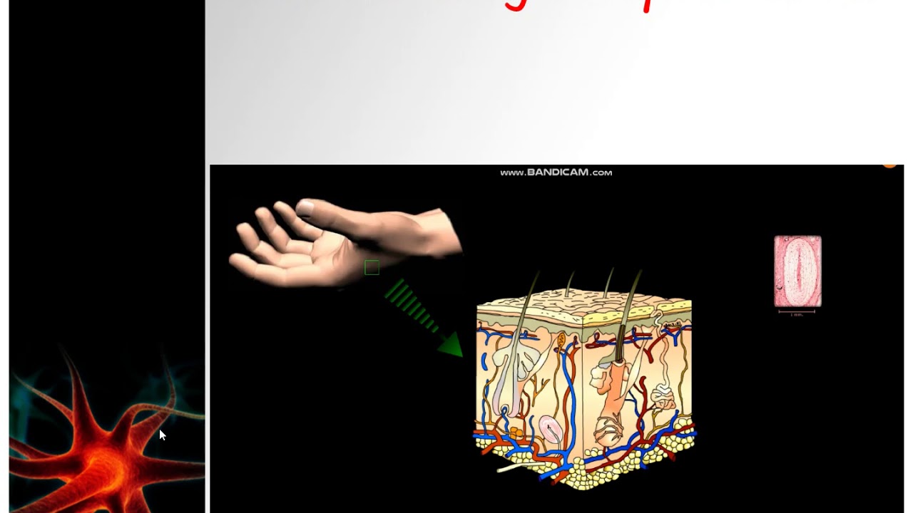7 sensory receptors and nerve impulse YouTube