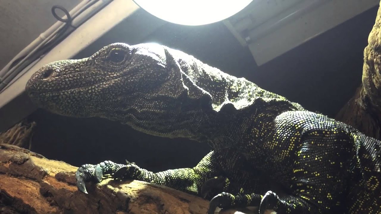 caiman lizard pet Salvadorii love