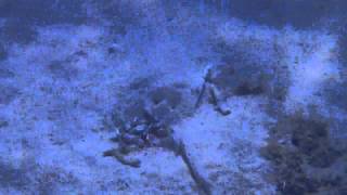 (很晃)在蓋房子的兩條魚_渡嘉志久@渡嘉敷島2015.05.06