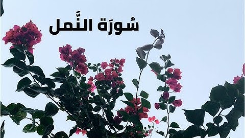 القارئ هزاع البلوشي  من تلاوات رمضان 1440 سورة النمل