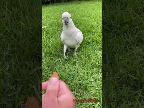 Even a Shy Sulphur Crested Cockatoos loves almonds #cockatoo #backyardbirds